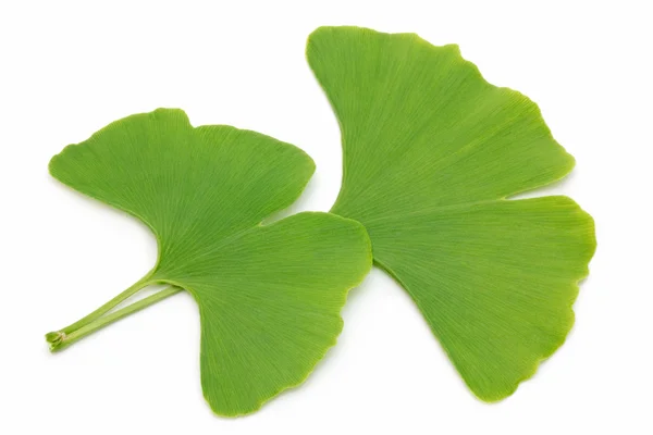 Two ginkgo leaves — Stock Photo, Image