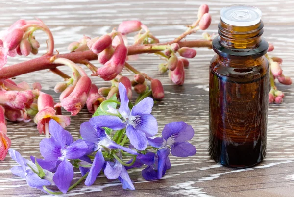 Bach Blomsterterapi av röd kastanj och violer Stockbild