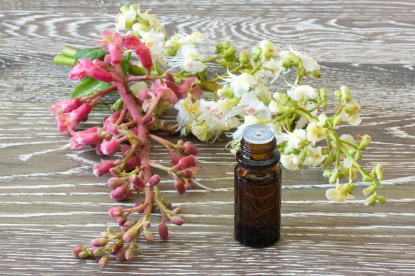 Bach flowers red and white chestnut — Stock Photo, Image