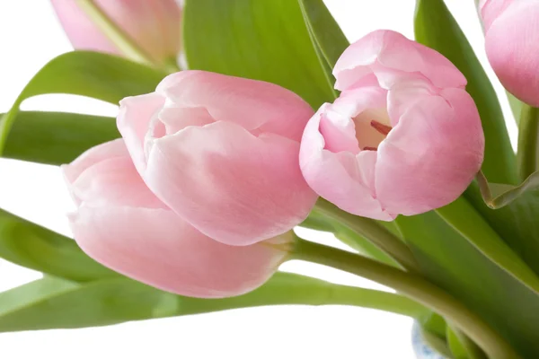 Close-up van roze tulpen — Stockfoto