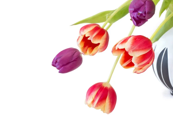 Tulips in a vase — Stock Photo, Image