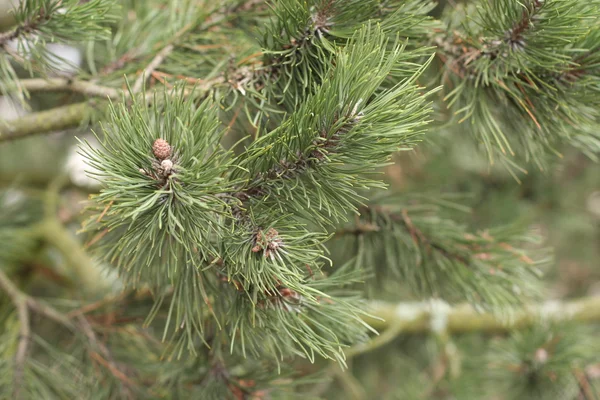 Branch of pine tree — Stock Photo, Image