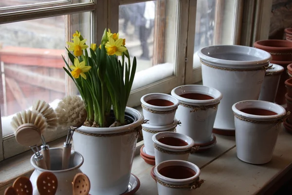 Iris and garden pots