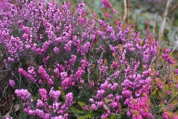 Violet flowers in blossom — Stock Photo, Image