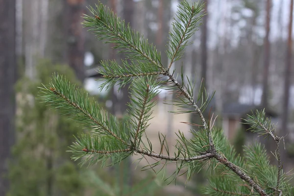 Branch of fir tree close-up — Stock Photo, Image