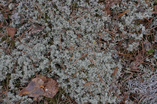 Moss, çim, iğneler yere