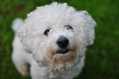 Bichon Frise