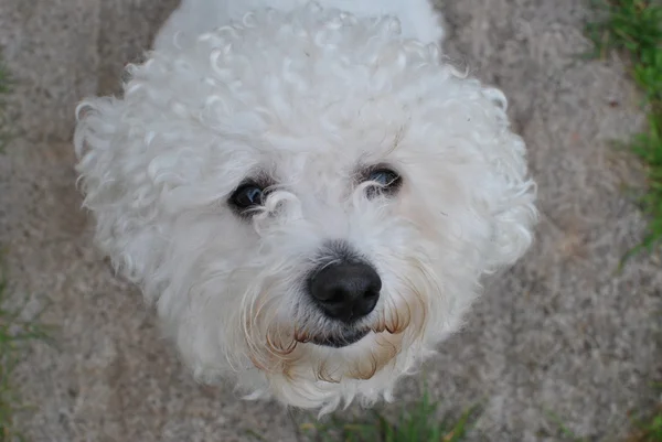 Bichon Frise — Stockfoto