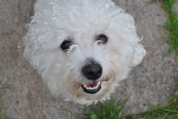 Bichon frise — Stock Photo, Image