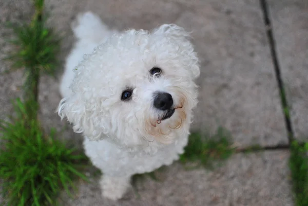 Το Bichon frise — Φωτογραφία Αρχείου