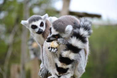 Lemur