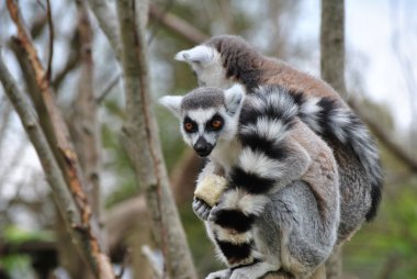 Lemur