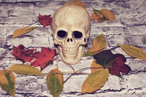 Calavera de Halloween y hojas de otoño — Foto de Stock