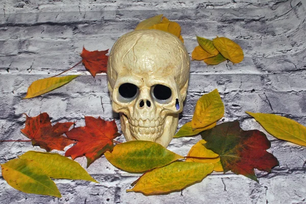 Calavera de Halloween y hojas de otoño — Foto de Stock