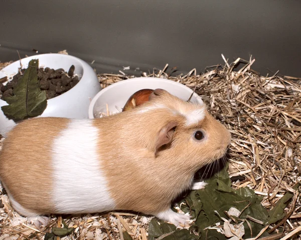 Kafesteki kobay faresi