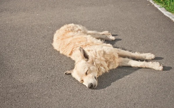 Sokak köpeği — Stok fotoğraf