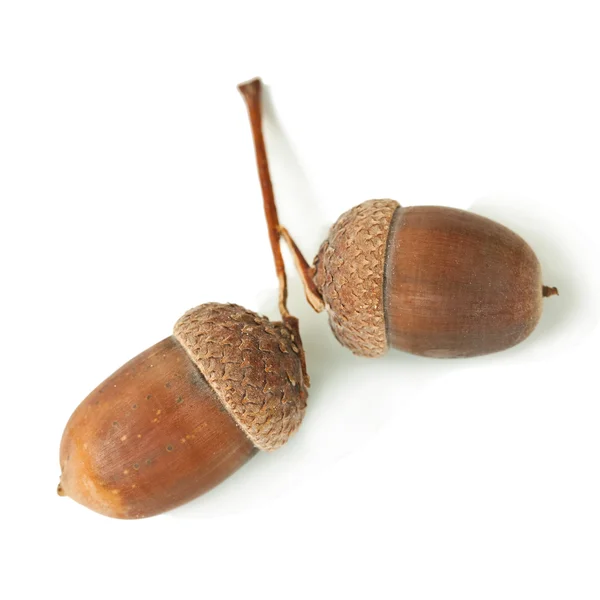 Twee rijpe acorn — Stockfoto