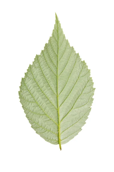 Du mauvais côté de la feuille de framboise verte — Photo