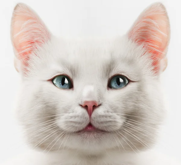White cat Stock Image