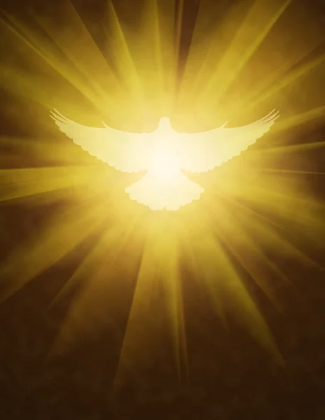 Shining dove with rays on a dark — Stock Photo, Image