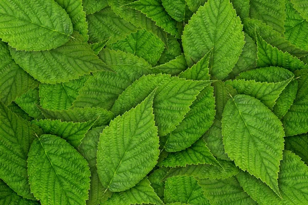 Hoja de frambuesa verde — Foto de Stock