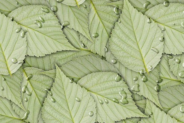 Verkeerde kant van de groene raspberry leaf — Stockfoto