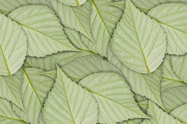 Lado equivocado de la hoja de frambuesa verde — Foto de Stock