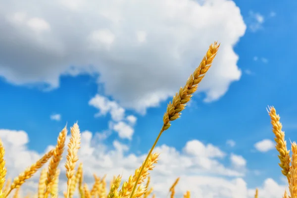 Wheat ears and cloudy sky — Stock Photo, Image