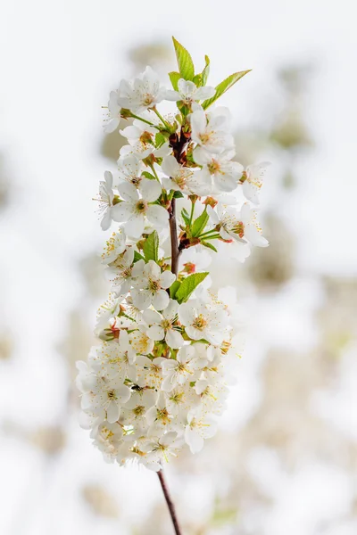 Primer plano de las flores blancas de cerezo —  Fotos de Stock