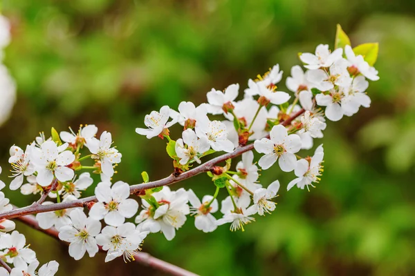 Крупный план белых вишневых цветов — стоковое фото