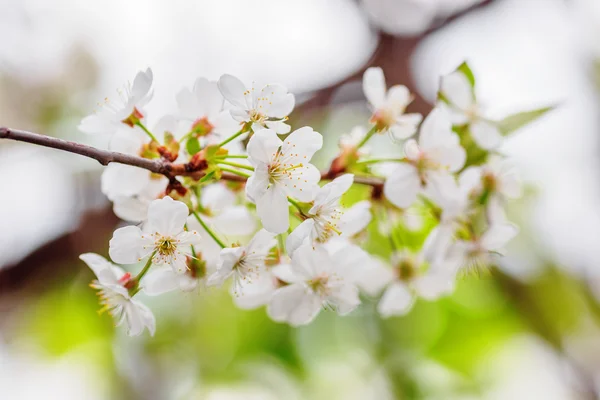 Primer plano de las flores blancas de cerezo — Foto de Stock