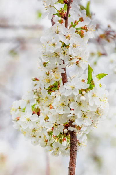 Gros plan de fleurs de cerisier blanc — Photo