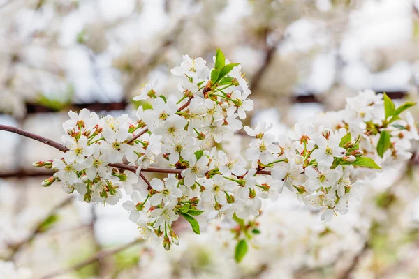 Closeup of white cherry flowers — Stock Photo, Image