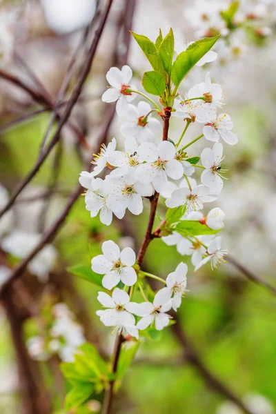 Primer plano de las flores blancas de cerezo — Foto de Stock