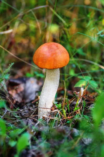 Mushroom leccinum aurantiacum — Stock Photo, Image