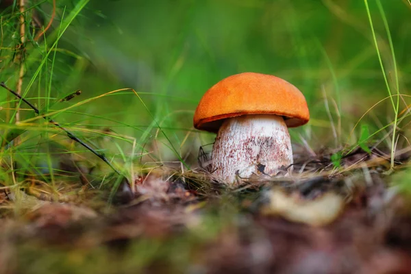 Mushroom leccinum aurantiacum — Stock Photo, Image