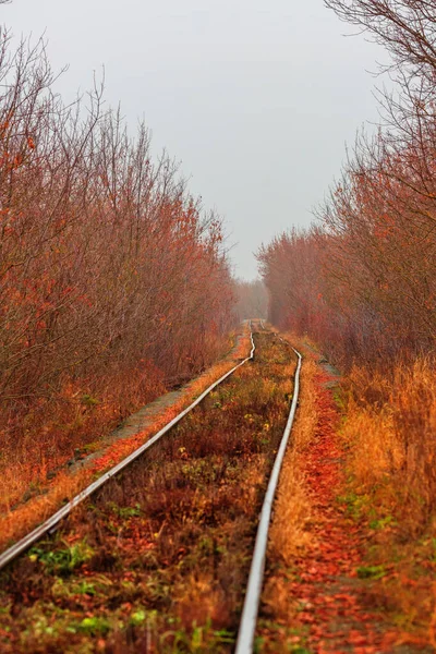 Leerer Verlassener Bahnweg Führt Nebliger Ferne Durch Wald — Stockfoto