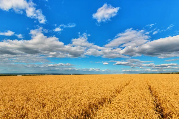 Paisagem Campo Amarelo Céu Nublado — Fotografia de Stock