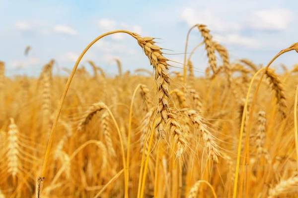 Buğday Tarlası Kulakları Sığ Dof — Stok fotoğraf