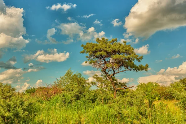 여름에는 사이에 나무늘보 — 스톡 사진