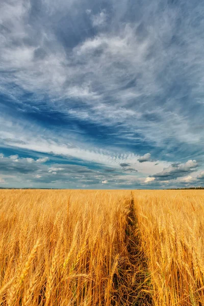 Paisaje Campo Amarillo Cielo Nublado —  Fotos de Stock