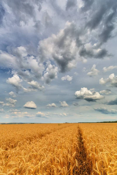 Landscape Yellow Wheat Field Cloudy Sky — Stock Photo, Image