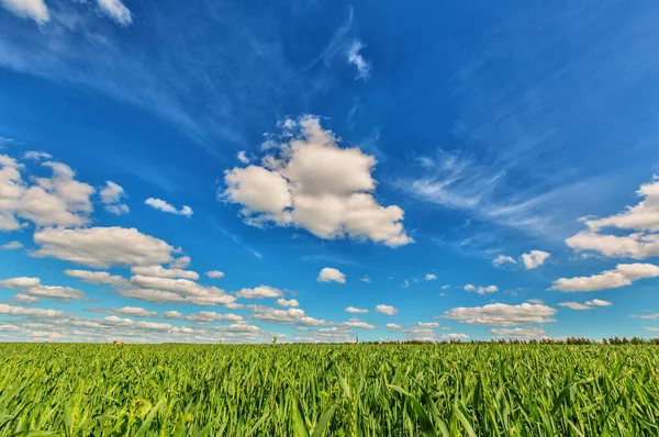 Kumulus Und Wolkenverhangene Wolken Über Grünem Gras Hintergrund Natur — Stockfoto