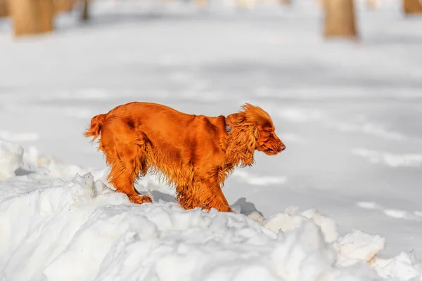 English Cocker Spaniel Running Snow Cover Shallow Dof — Stock Photo, Image