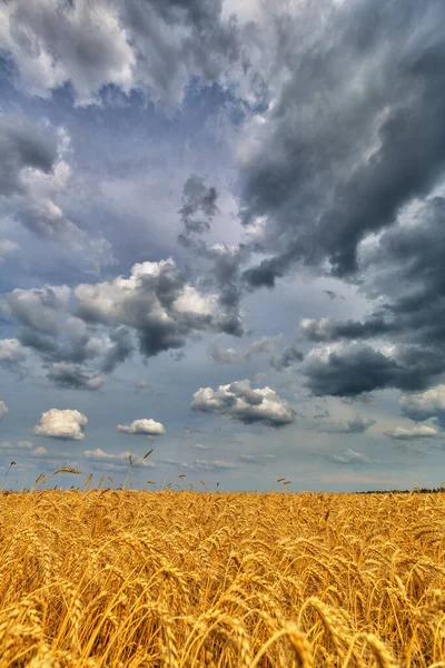 黄麦田和多云的天空景观 — 图库照片