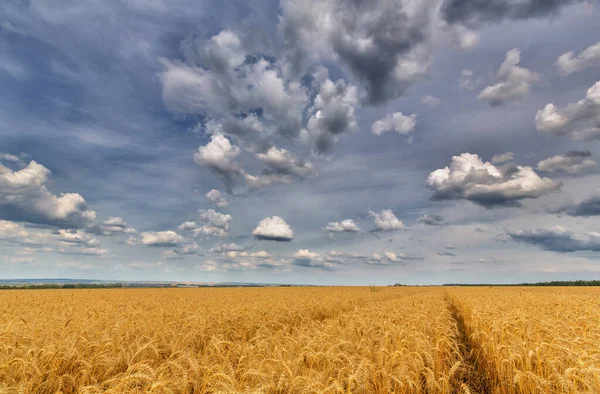 Landscape Yellow Wheat Field Cloudy Sky — Stock Photo, Image