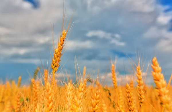 Bulutlu Gökyüzünün Arka Planında Buğday Tarlası Kulakları Sığ Dof — Stok fotoğraf