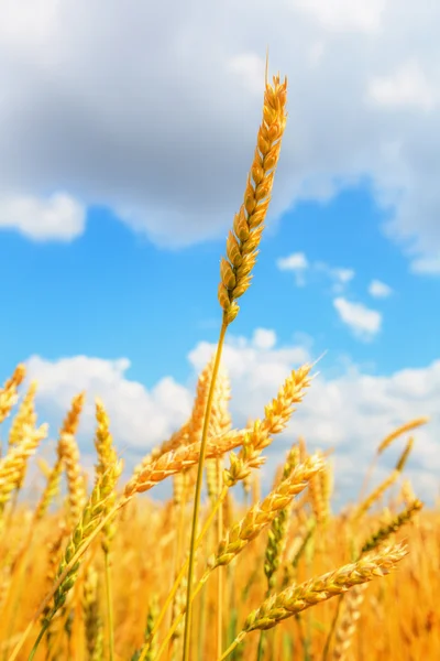 Wheat ear — Stock Photo, Image