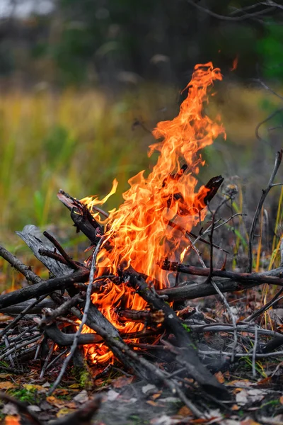 Campfire — Stock Photo, Image