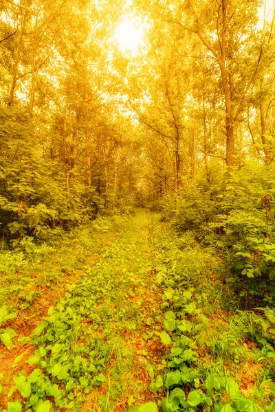 Lysande skog — Stockfoto